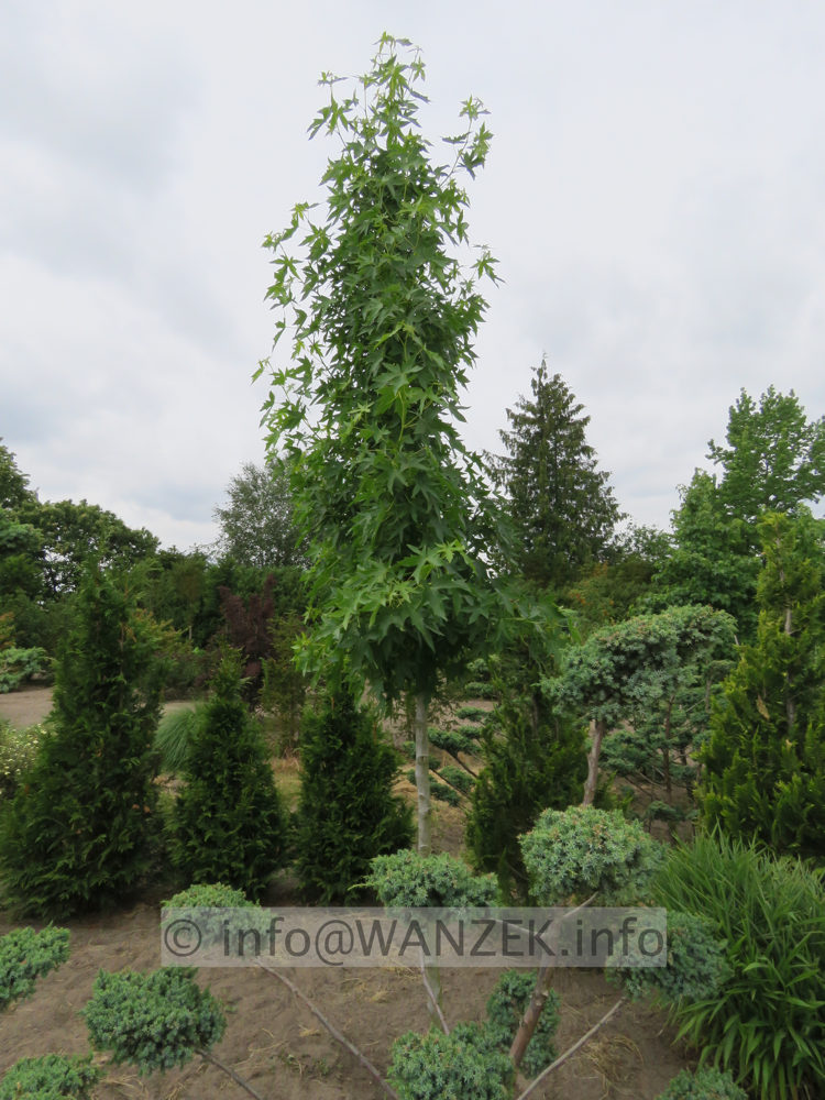 Liquidambar styraciflua Worplesdon als Spalier 02.JPG
